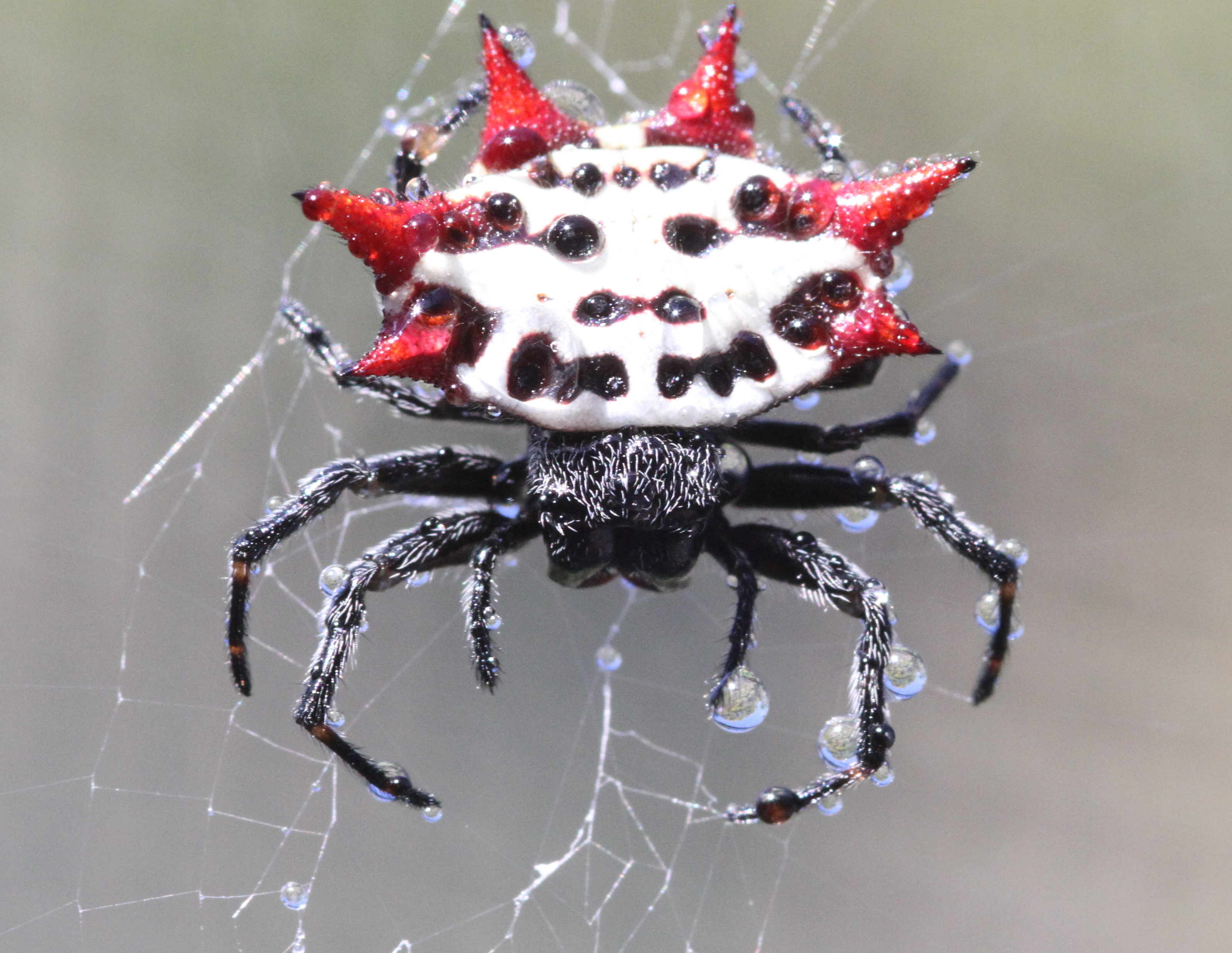 The Spiny Orb Weaver Spider.
